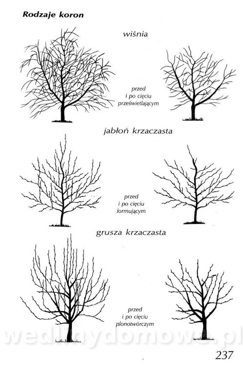 Podręcznik naturalnego ogrodnictwa_237.jpg