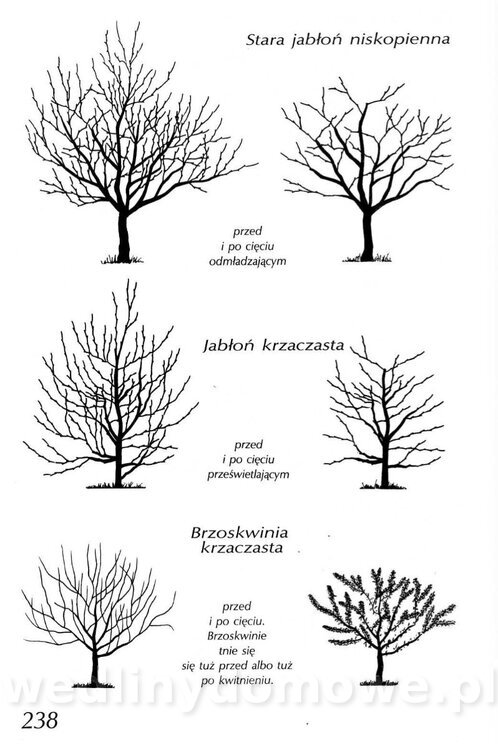Podręcznik naturalnego ogrodnictwa_238.jpg