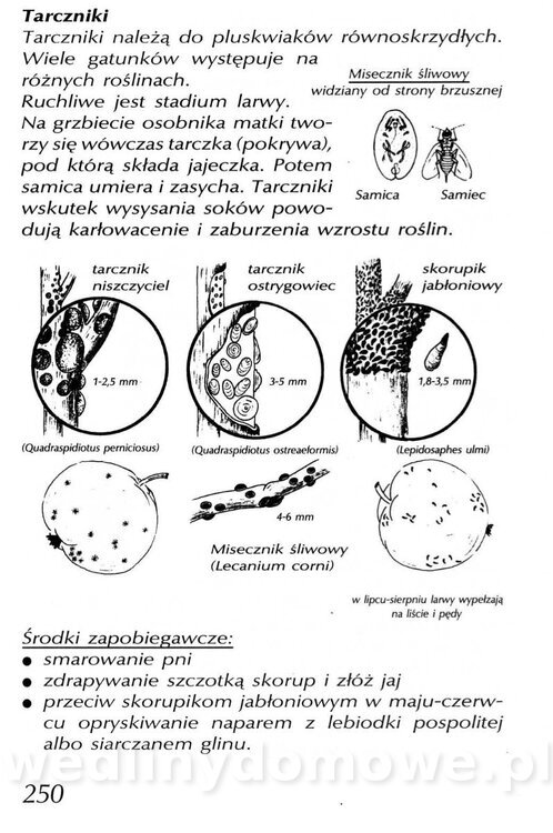 Podręcznik naturalnego ogrodnictwa_250.jpg