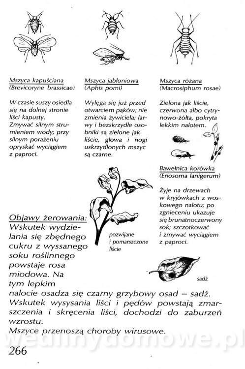 Podręcznik naturalnego ogrodnictwa_266.jpg