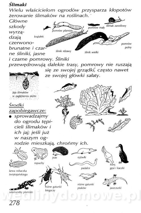 Podręcznik naturalnego ogrodnictwa_278.jpg