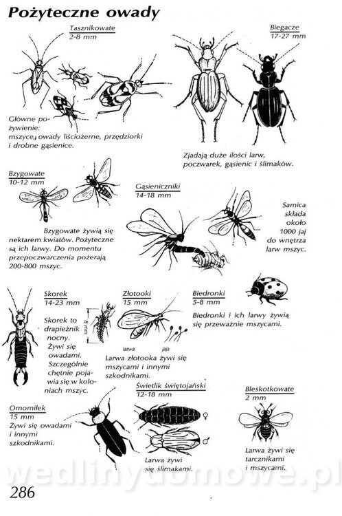 Podręcznik naturalnego ogrodnictwa_286.jpg