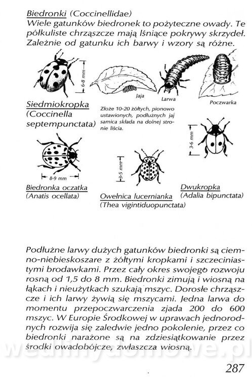Podręcznik naturalnego ogrodnictwa_287.jpg