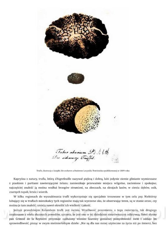 Kodeks smakosza (1827)_119.jpg