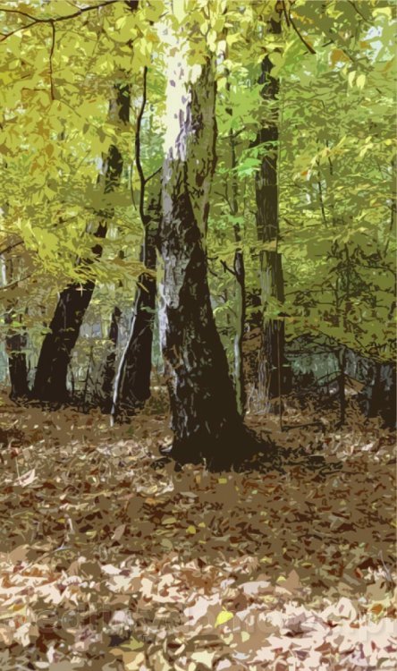 Survival Leśny_008.jpg