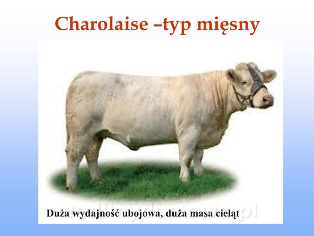 Jakość i bezpieczństwo przetw mięsnych i mięsa_031.jpg