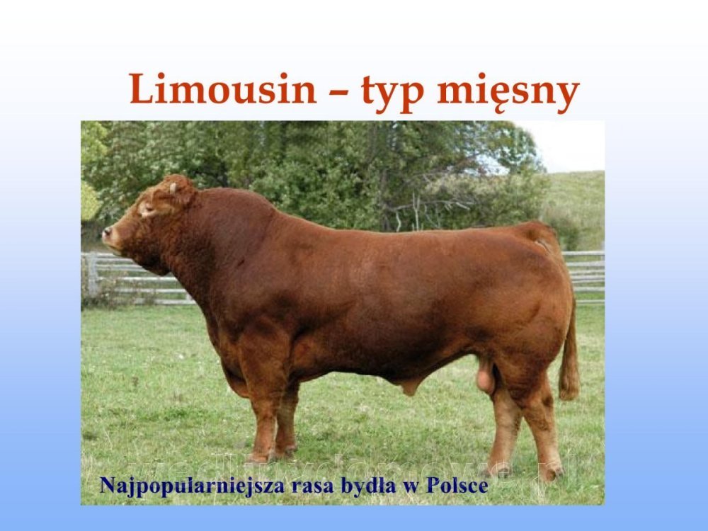 Jakość i bezpieczństwo przetw mięsnych i mięsa_032.jpg