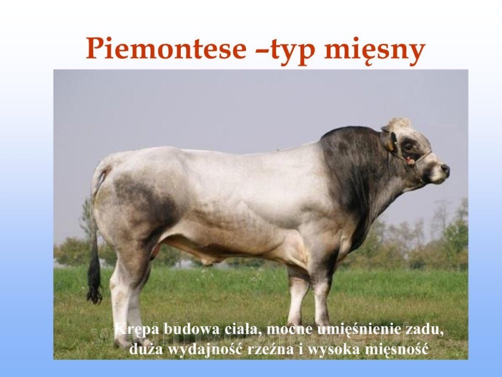 Jakość i bezpieczństwo przetw mięsnych i mięsa_033.jpg