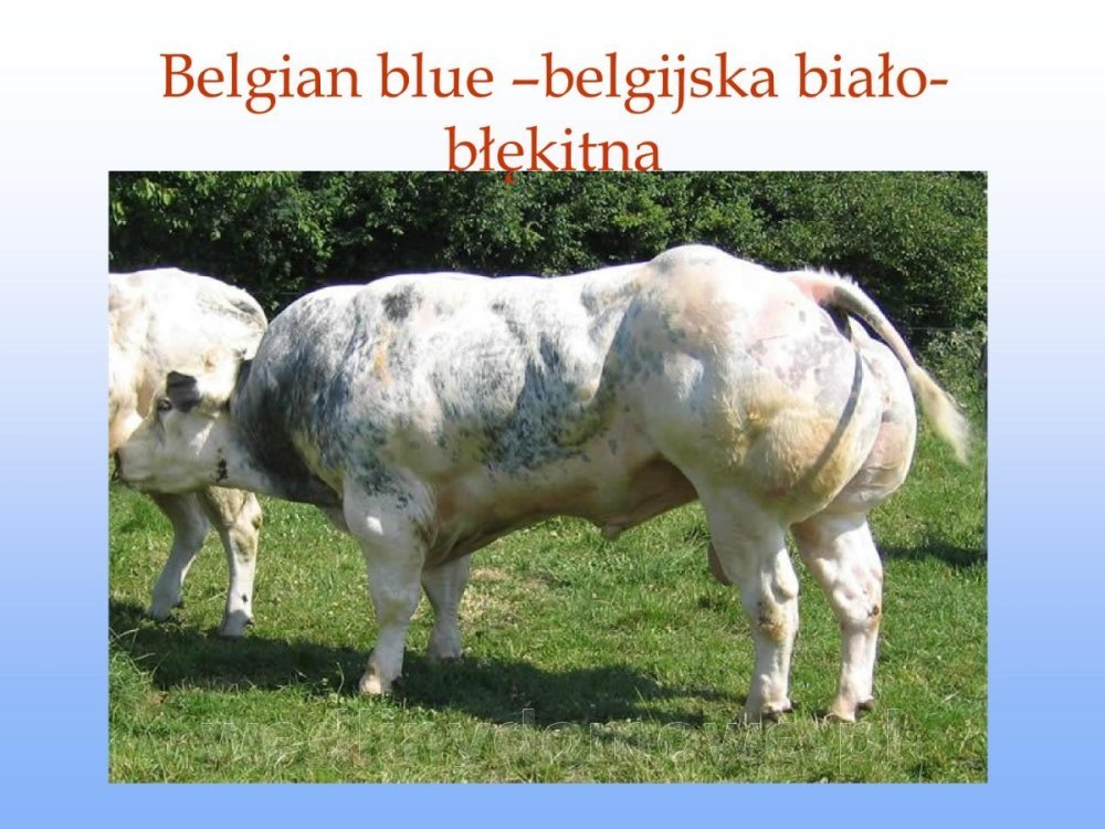 Jakość i bezpieczństwo przetw mięsnych i mięsa_034.jpg