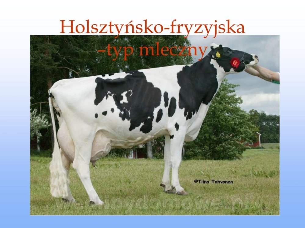 Jakość i bezpieczństwo przetw mięsnych i mięsa_035.jpg