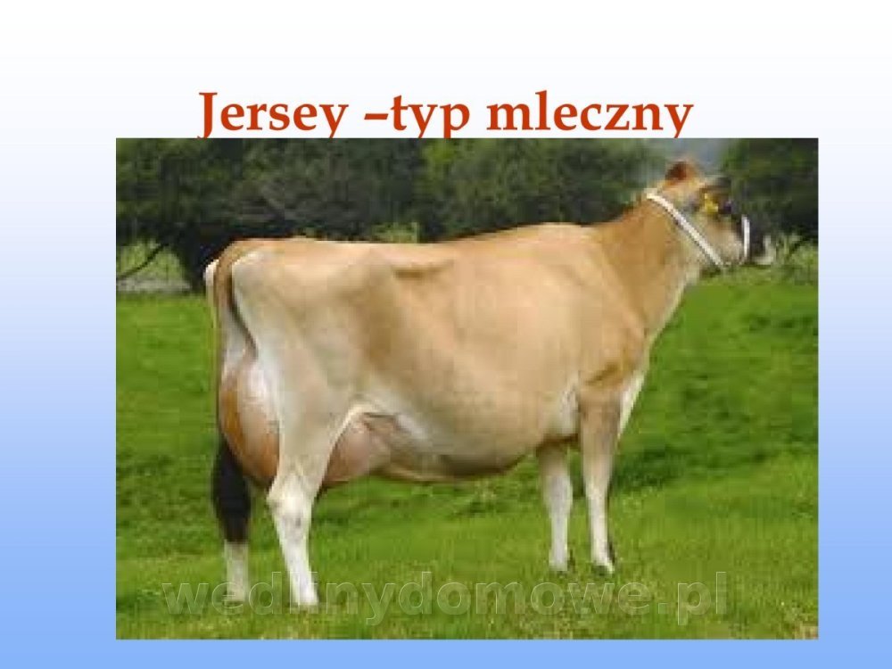 Jakość i bezpieczństwo przetw mięsnych i mięsa_036.jpg