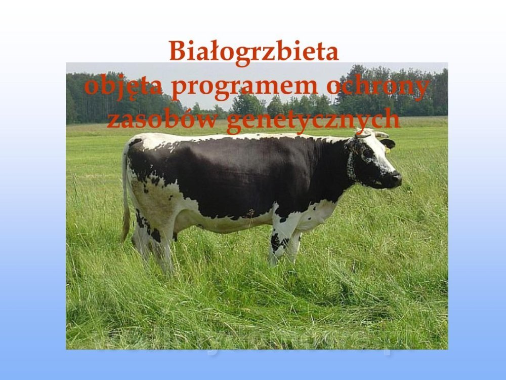 Jakość i bezpieczństwo przetw mięsnych i mięsa_037.jpg