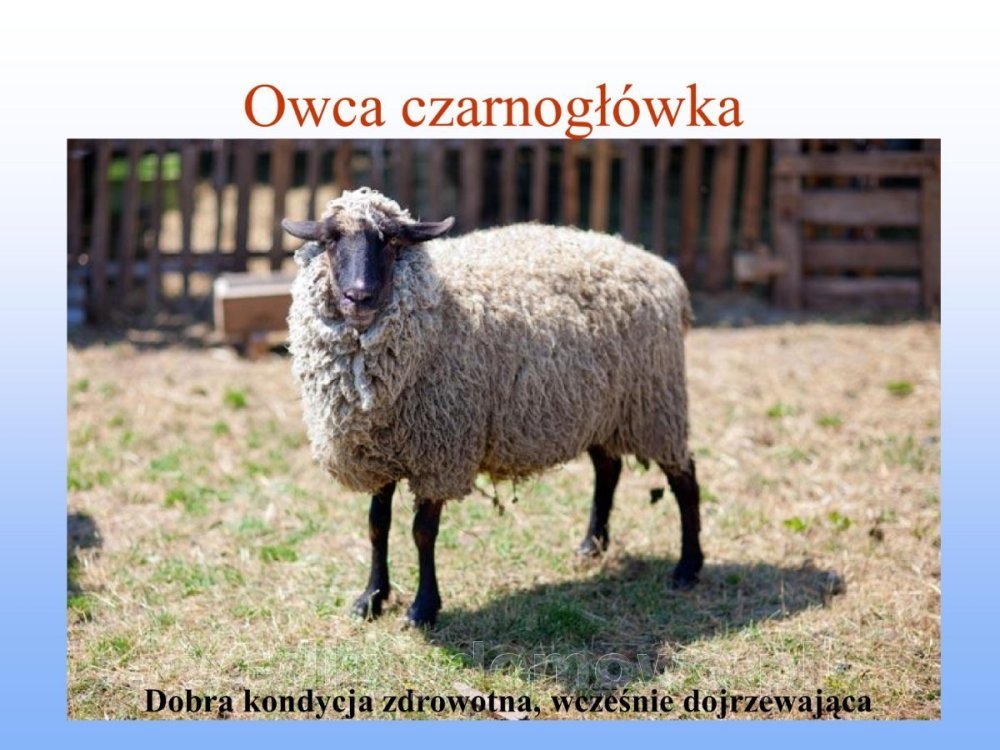 Jakość i bezpieczństwo przetw mięsnych i mięsa_043.jpg