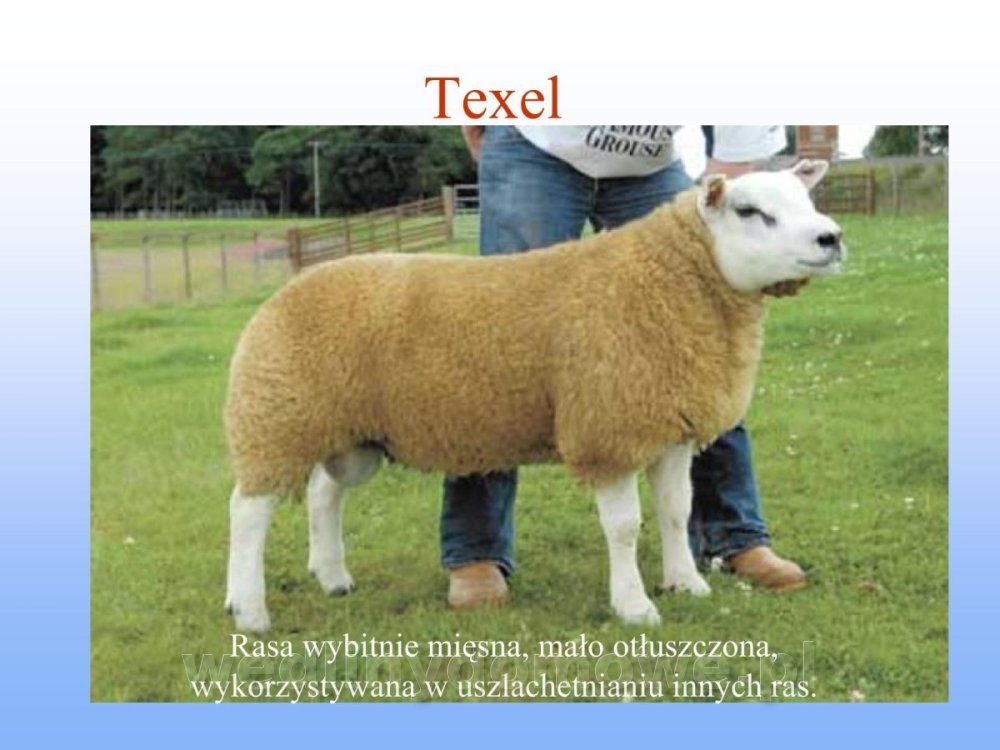 Jakość i bezpieczństwo przetw mięsnych i mięsa_045.jpg