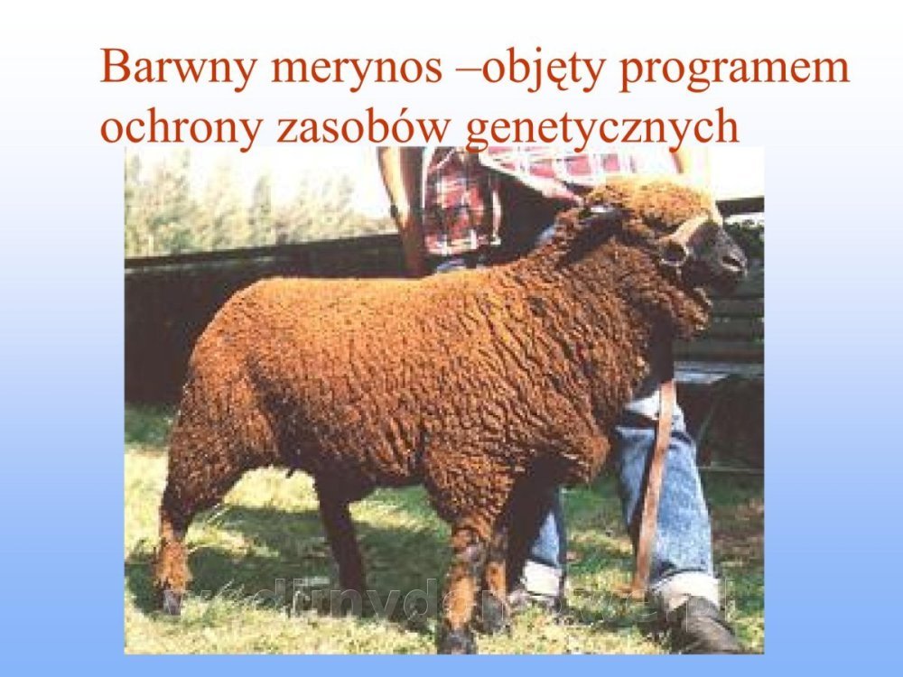 Jakość i bezpieczństwo przetw mięsnych i mięsa_046.jpg