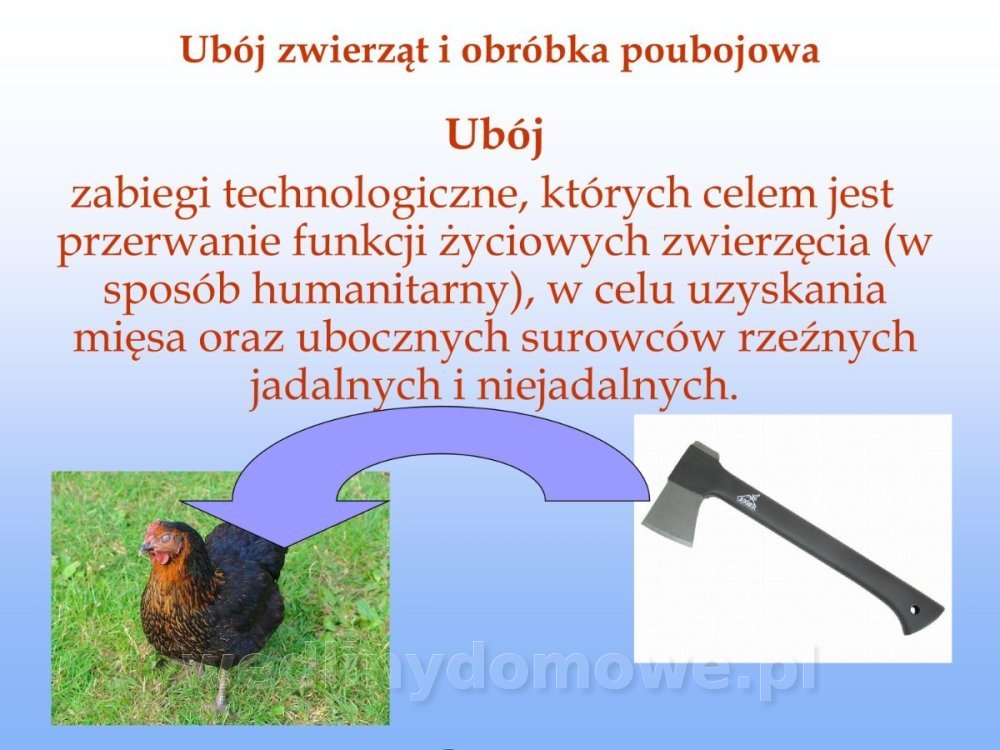 Jakość i bezpieczństwo przetw mięsnych i mięsa_062.jpg