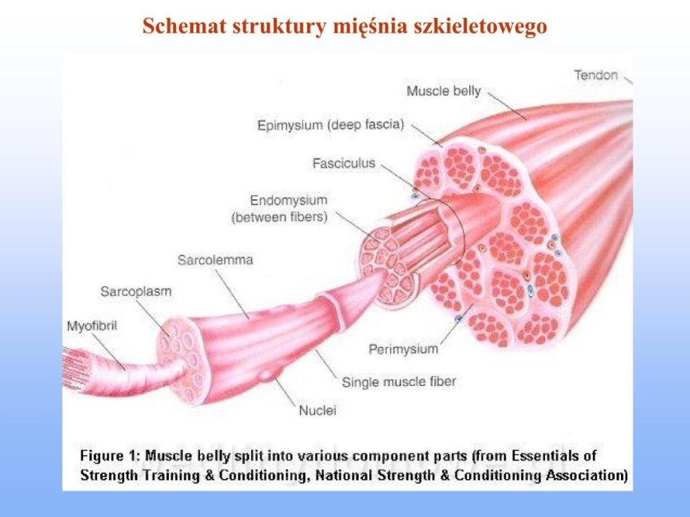Jakość i bezpieczństwo przetw mięsnych i mięsa_126.jpg