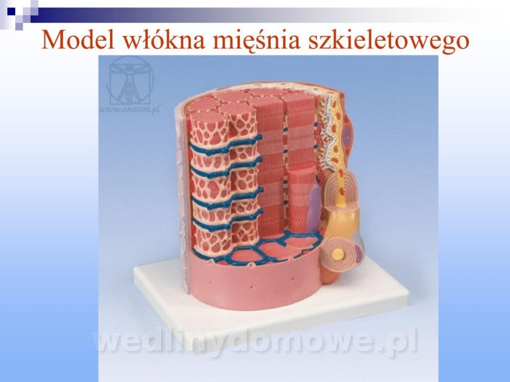 Jakość i bezpieczństwo przetw mięsnych i mięsa_127.jpg
