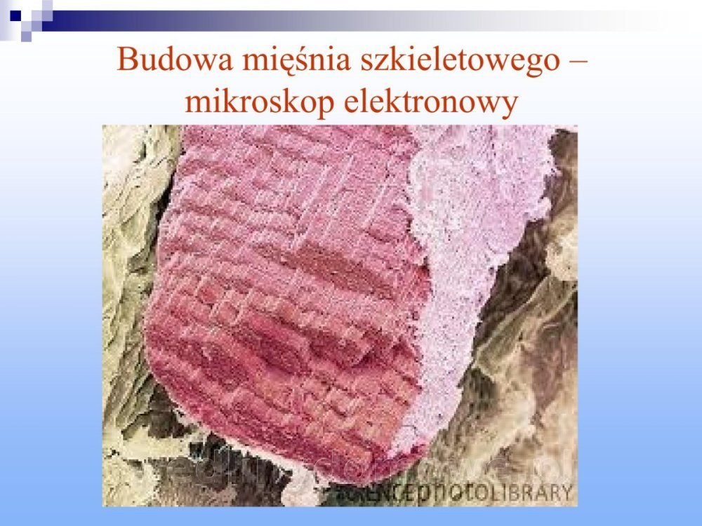 Jakość i bezpieczństwo przetw mięsnych i mięsa_128.jpg