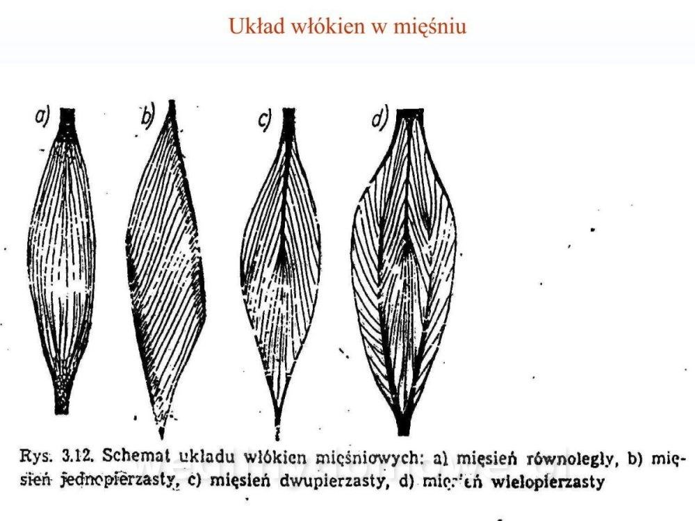 Jakość i bezpieczństwo przetw mięsnych i mięsa_132.jpg
