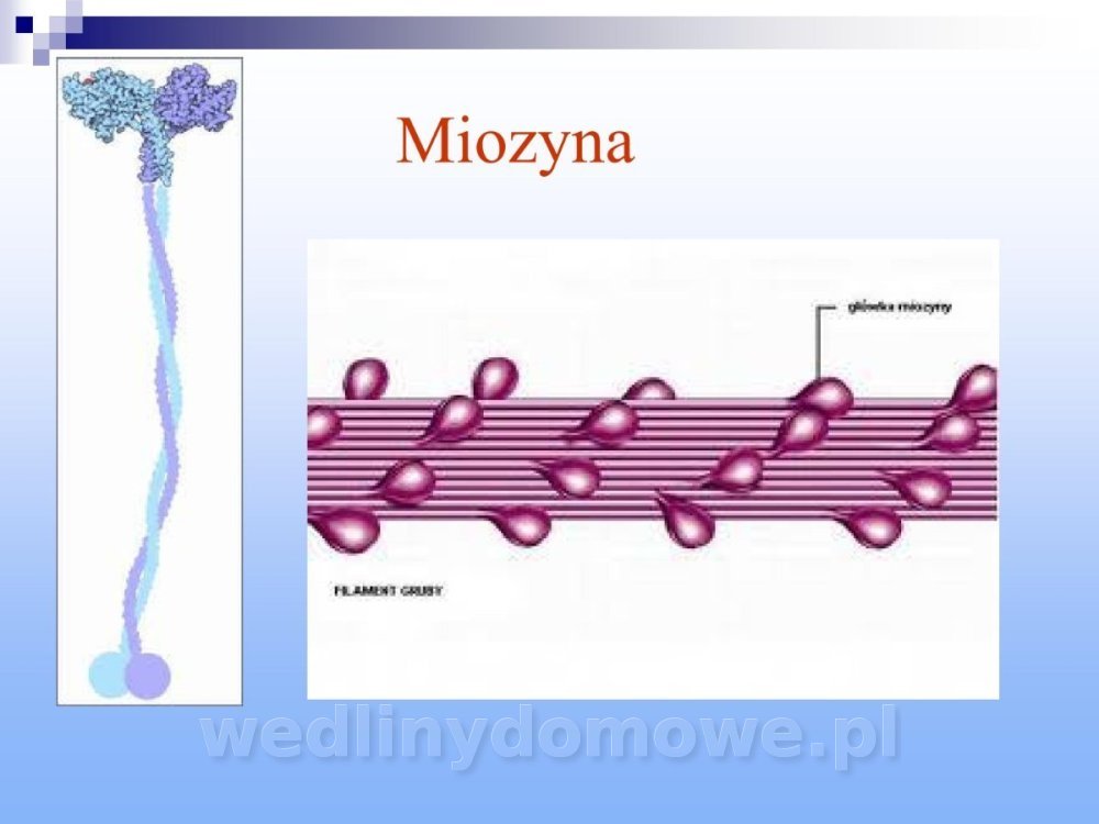 Jakość i bezpieczństwo przetw mięsnych i mięsa_140.jpg