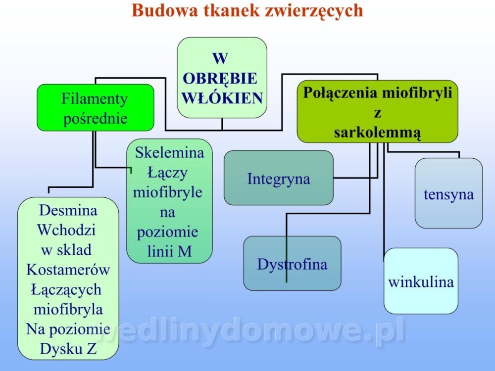 Jakość i bezpieczństwo przetw mięsnych i mięsa_146.jpg