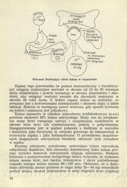 Sposób na anemię czyli żywienie w niedokrwistości_021.jpg