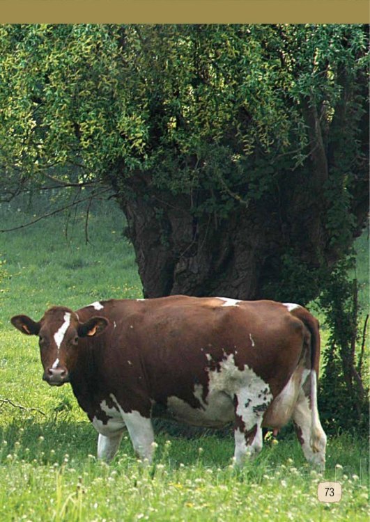 Wielki Gościniec Litewski (Warszawa - Wilno)_73.jpg