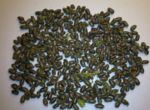 Więcej informacji o „Kokony murarki ogrodowej i muraki rogatej ,  trzcina  dla obu murarek.”